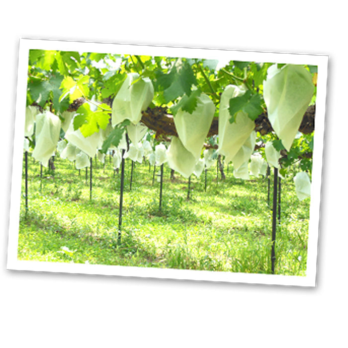 シャインマスカット【送料込】