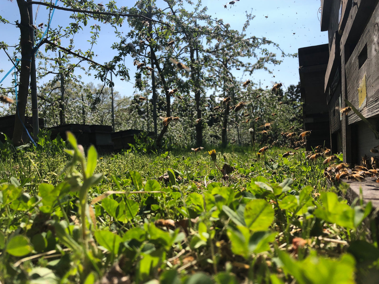 自家採り天然はちみつ季節の3種セット【送料込】7B-050